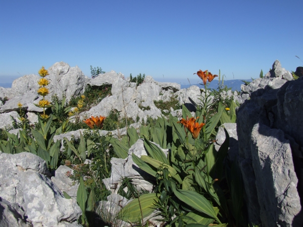 Fioriture in quota
